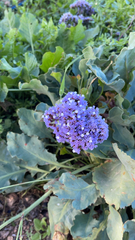 Limonium perezii