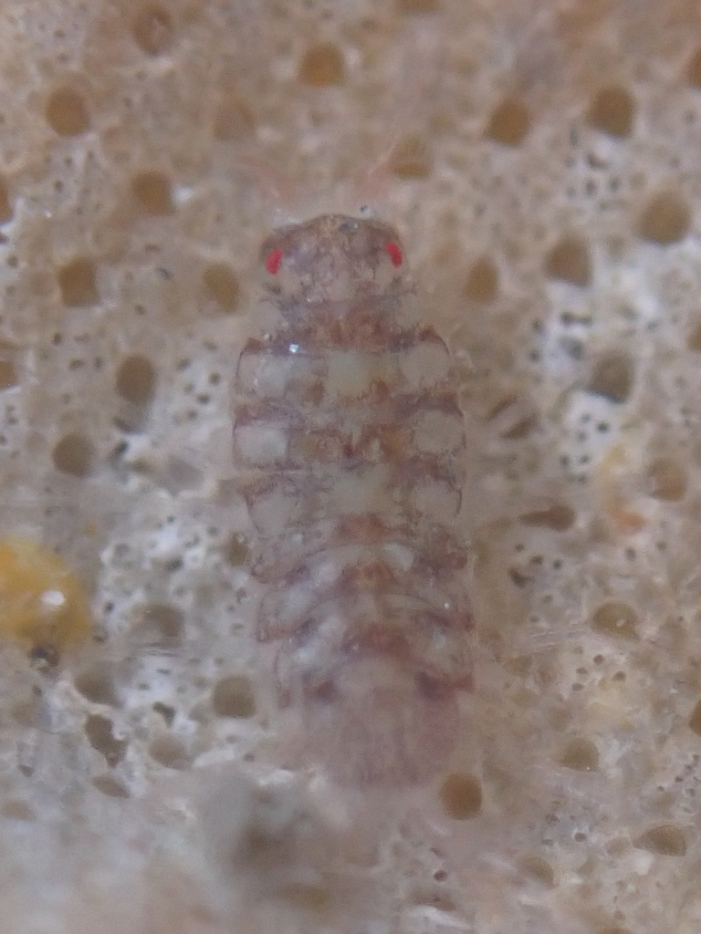 Ianiropsis analoga