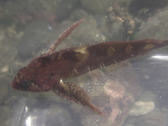Oligocottus snyderi