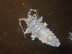 Synidotea pettiboneae