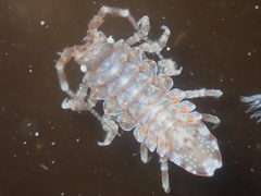 Synidotea pettiboneae