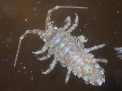 Synidotea pettiboneae