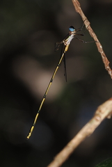 Synlestes tropicus