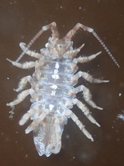 Synidotea pettiboneae