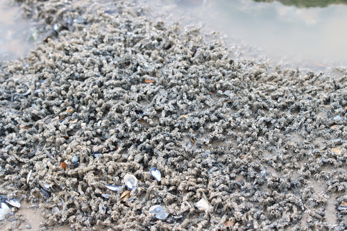 Sand Mason Worm, Zijpe, NL-NH, NL, photo 8 of 10