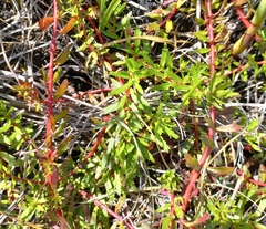 Laurembergia repens