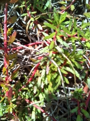 Laurembergia repens