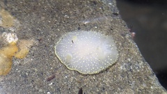 Acanthodoris hudsoni