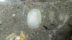 Acanthodoris hudsoni