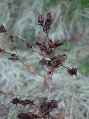 Hypericum perforatum