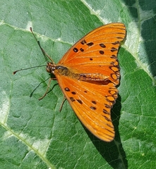 Dione vanillae