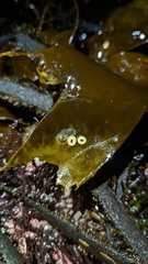 Mollusca