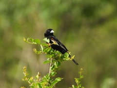Euplectes albonotatus