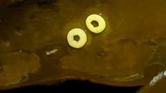 Mollusca