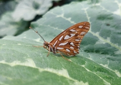 Dione vanillae