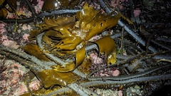 Mollusca
