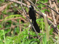 Euplectes albonotatus