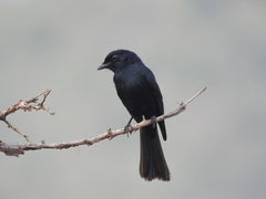 Melaenornis pammelaina