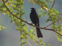 Melaenornis pammelaina