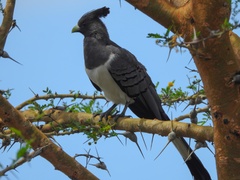 Corythaixoides leucogaster
