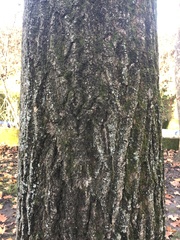 Platanus × hispanica