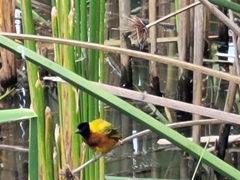 Ploceus melanocephalus