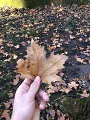 Platanus × hispanica