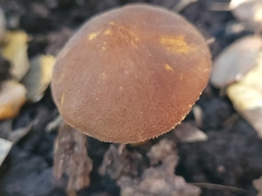 Pluteus romellii