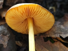 Pluteus romellii