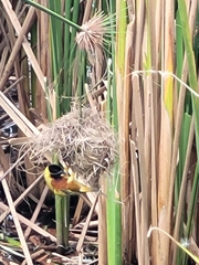 Ploceus melanocephalus