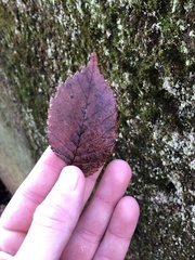 Ulmus glabra
