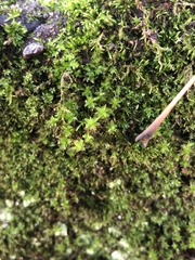 Syntrichia papillosa