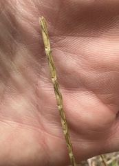 Elionurus tripsacoides