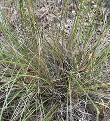 Elionurus tripsacoides