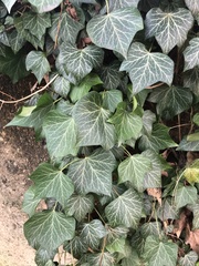 Hedera helix