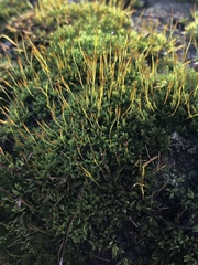 Tortula muralis muralis