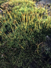 Tortula muralis muralis