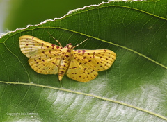 Polygrammodes eleuata