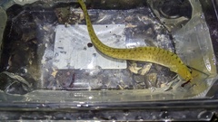 Apodichthys flavidus