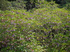 Strobilanthes callosa