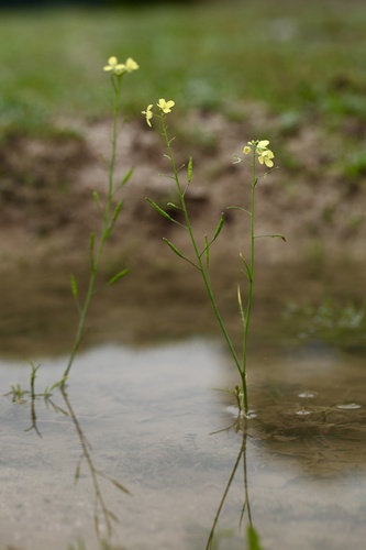 Diplotaxis catholica (Diplotaxis catholica)