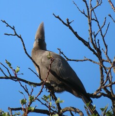 Corythaixoides concolor bechuanae