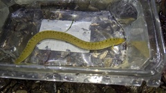 Apodichthys flavidus