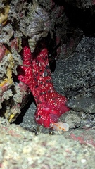 Cribrinopsis albopunctata