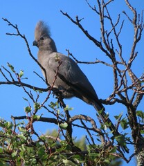 Corythaixoides concolor bechuanae