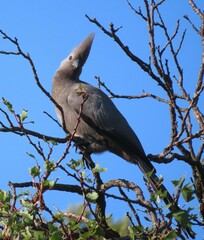 Corythaixoides concolor bechuanae