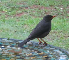 Turdus smithi