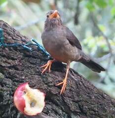 Turdus smithi
