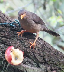 Turdus smithi