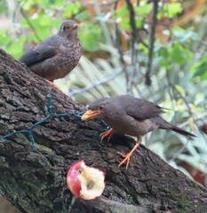 Turdus smithi